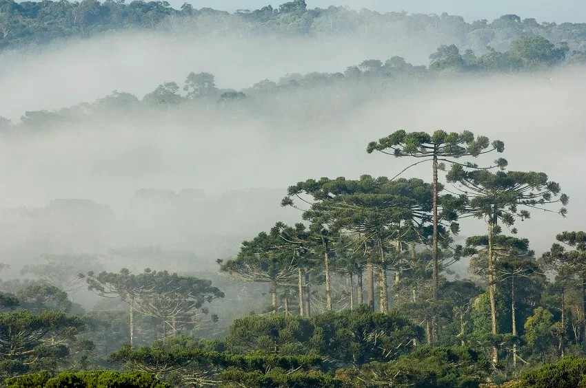 Araucaria forest in southern Brazil
